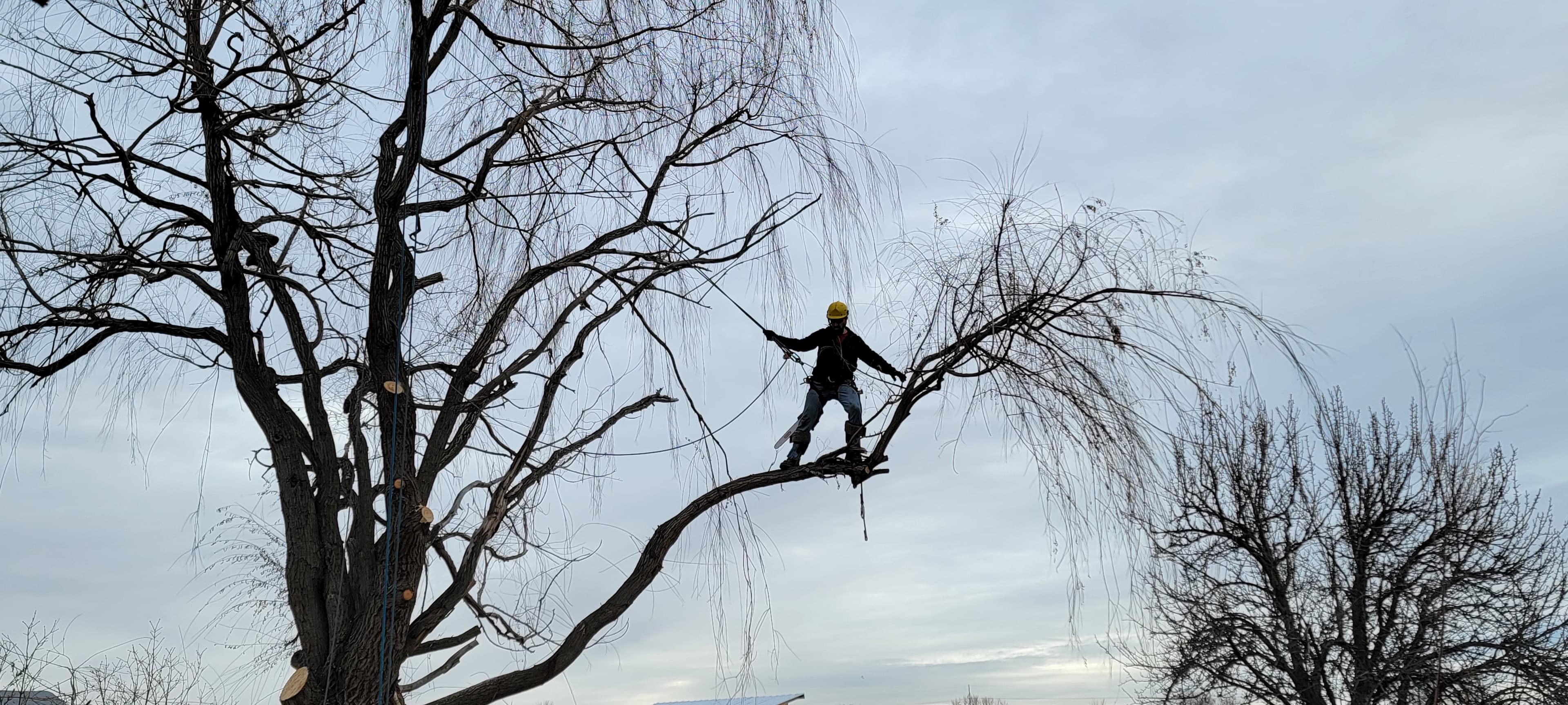 Tree removal work near Boise, Idaho by Tree Dweller Services