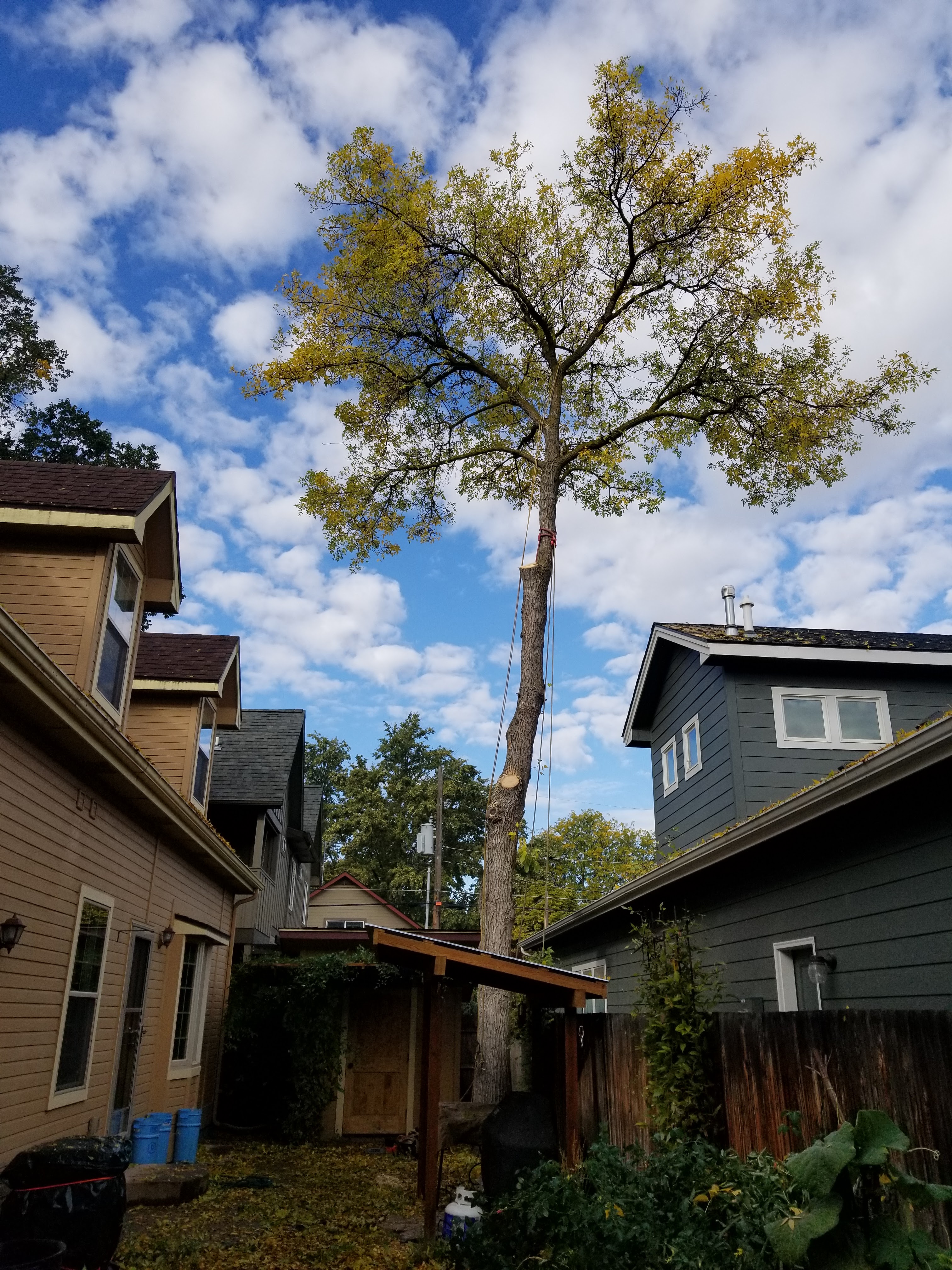 Tree trimming service in Boise, Idaho — Tree Dweller Services
