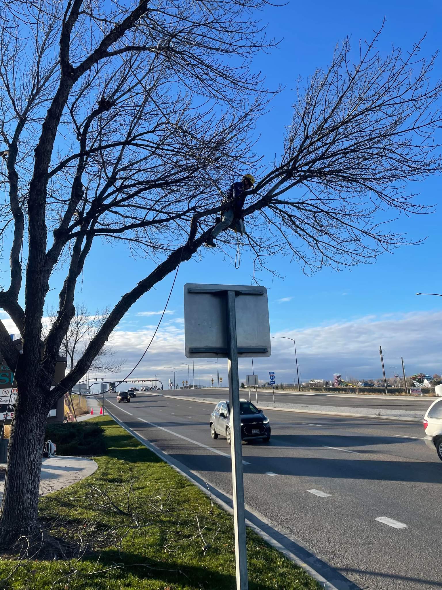Professional tree trimming and shaping — Tree Dweller Services