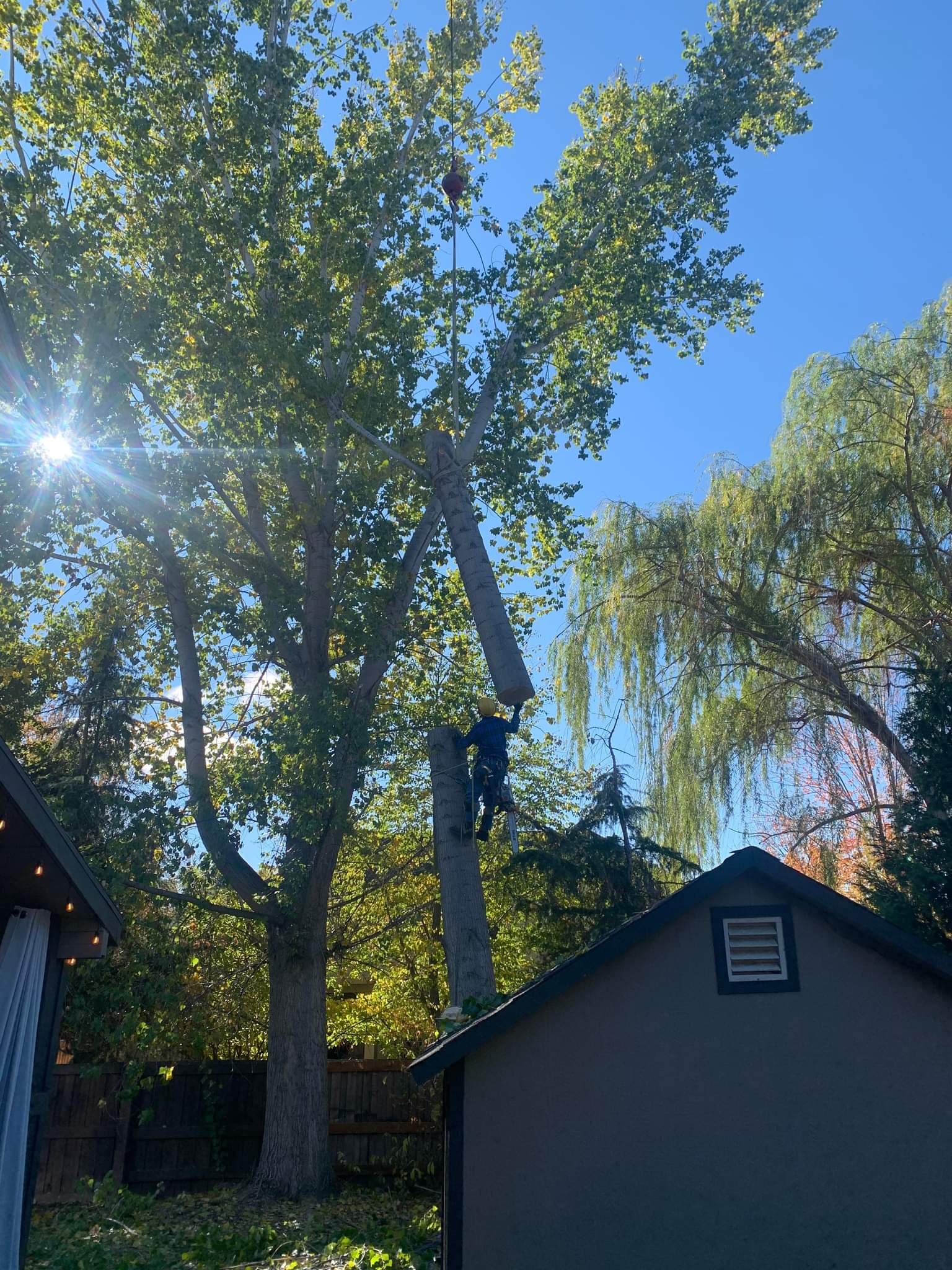 Hazardous tree removal near Boise, Idaho — Tree Dweller Services