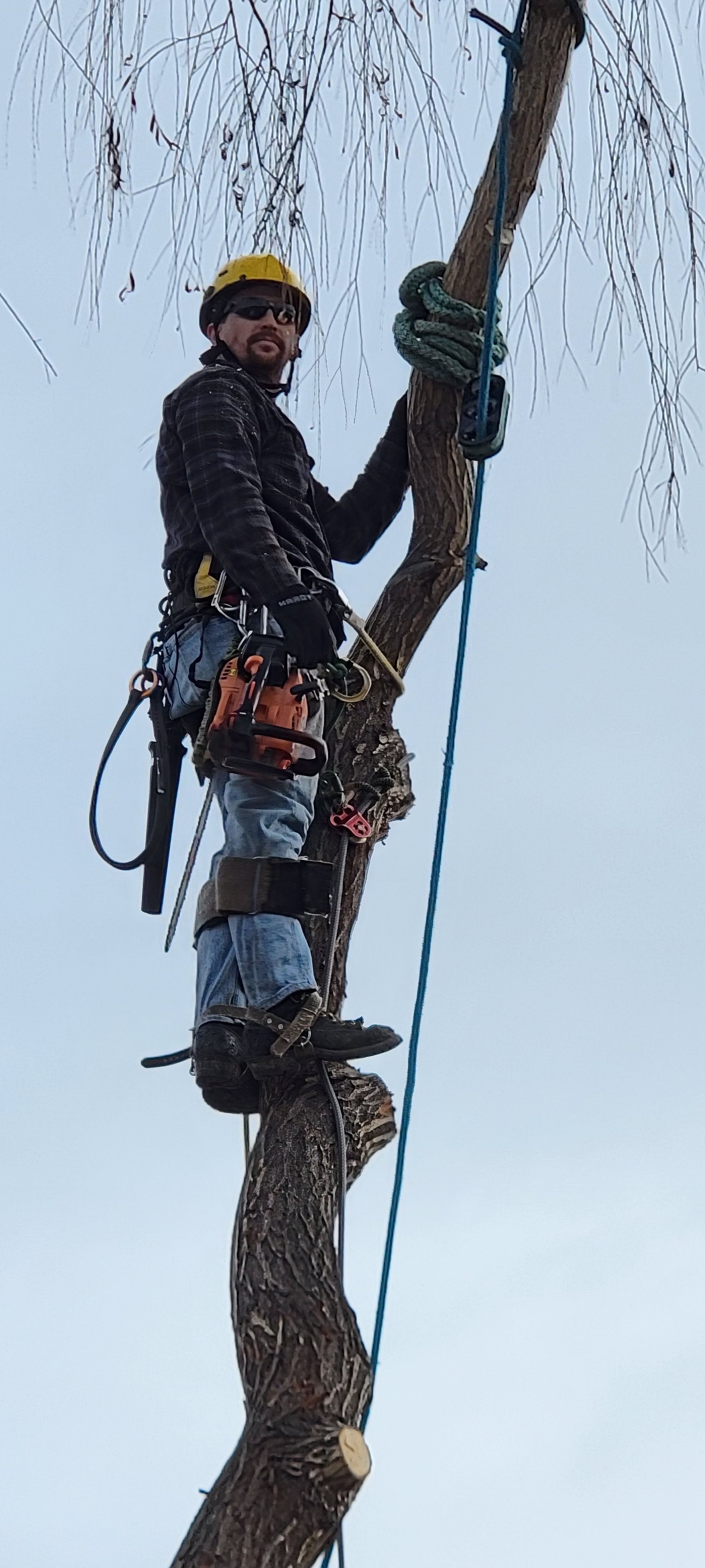 Overgrowth removal and property clearing — Tree Dweller Services