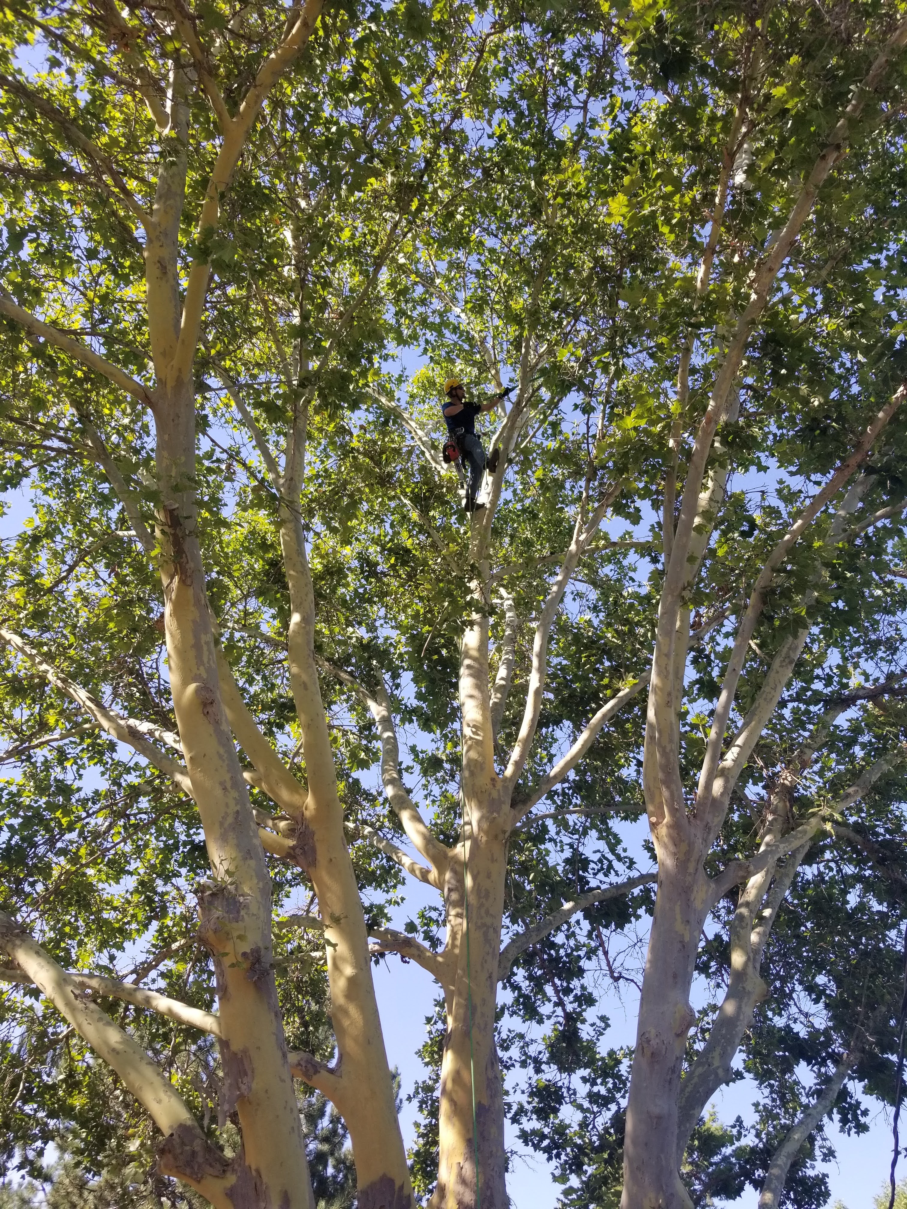 Crown reduction and tree trimming — Tree Dweller Services